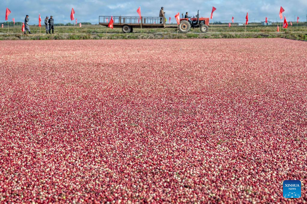 Kemeriahan Pesta Tuaian Kranberi di Fuyuan
