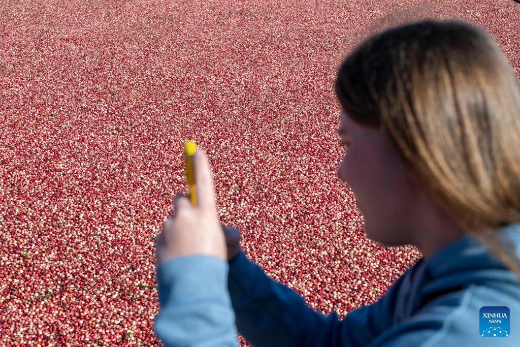 Kemeriahan Pesta Tuaian Kranberi di Fuyuan