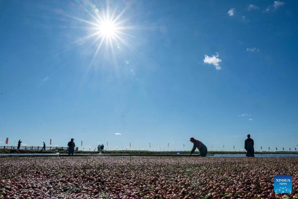 Kemeriahan Pesta Tuaian Kranberi di Fuyuan