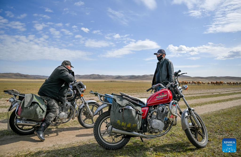 Duurengbulag (kanan) dan seorang jiran sedang memindahkan ternakan ketika dalam perjalanan pulang di Jarud Banner, Tongliao, Wilayah Autonomi Mongolia Dalam, utara China pada 20 September 2025. (Xinhua/Lian Zhen)