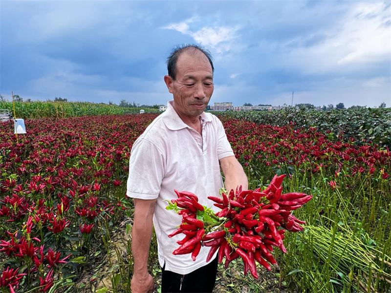 Seorang petani, Tao Yongde menunjukkan cili yang baru dituai di kampung Taolou, pekan Taomiao, kaunti Juye, Provinsi Shandong, di timur China. (Foto ihsan jabatan publisiti jawatankuasa PKC kaunti Juye)