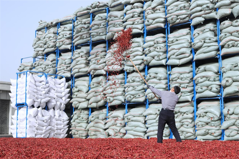 Seorang pekerja sedang menguruskan cili di Syarikat Shandong Luyu Cold Chain Logistics Industry Development. (Foto ihsan jabatan publisiti jawatankuasa PKC kaunti Juye)
