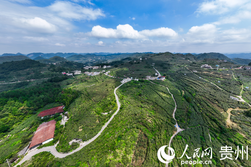 Foto menunjukkan pemandangan sudut udara di sebuah pangkalan buah kiwi seluas 12,000 mu di kampung Pingtan, pekan Gubao, kaunti Xiuwen, Guiyang, di Provinsi Guizhou, barat daya China. (People’s Daily Online/Tu Min)