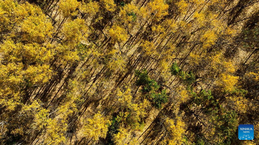Foto dron bertarikh 28 September 2025 ini memaparkan pemandangan sebuah kawasan peranginan di Panji-panji Depan Sayap Kanan Horqin, Liga Hinggan, wilayah autonomi Mongolia Dalam, utara China. (Xinhua/Bei He)