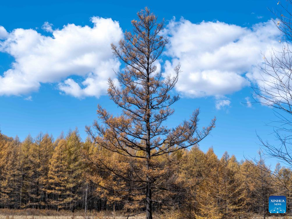 Foto dron bertarikh 28 September 2025 ini memaparkan pemandangan musim luruh di Hulur Buir, wilayah autonomi Mongolia Dalam, utara China. (Xinhua/Ma Jinrui)