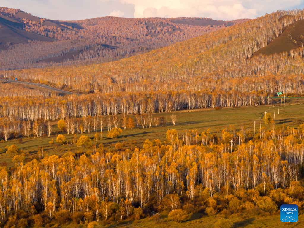 Foto dron bertarikh 28 September 2025 ini memaparkan pemandangan musim luruh di Hulur Buir, wilayah autonomi Mongolia Dalam, utara China. (Xinhua/Ma Jinrui)