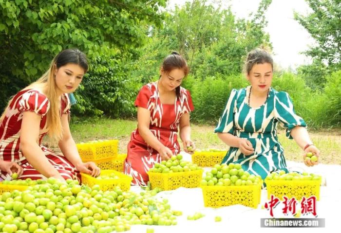 Penduduk menuai aprikot di bandar Kuqa, Wilayah Autonomi Uygur Xinjiang di barat laut China. (Foto ihsan pusat media bersepadu Kuqa)