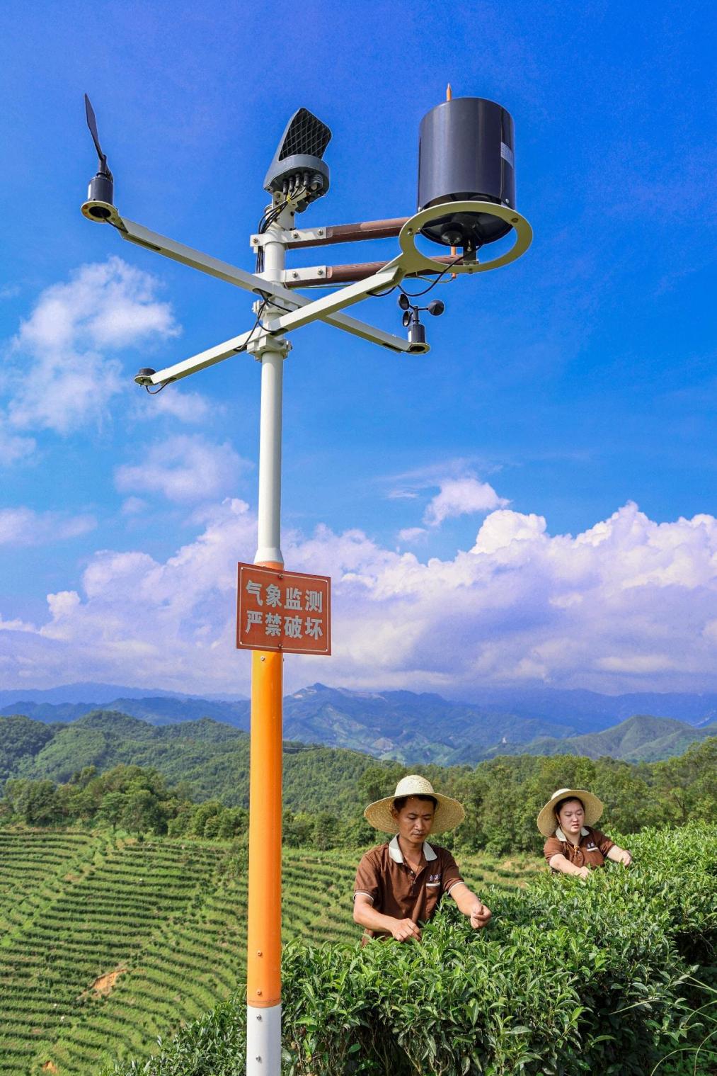 Foto menunjukkan peranti pengawasan meteorologi di kebun teh di kaunti Cangwu, Wuzhou, Wilayah Autonomi Zhuang Guangxi, selatan China. (Foto oleh Yan Guihai)