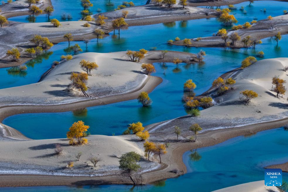 Foto sudut udara bertarikh 20 Oktober 2025 ini memperlihatkan pemandangan hutan pokok Populus Euphratica yang bertaburan di sebuah tasik di Hotan, Wilayah Autonomi Uygur Xinjiang, barat laut China. (Xinhua/Xin Yuewei)